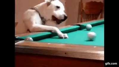 perro,jugar,billar,pata,bola
