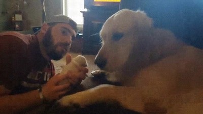 perro,preparado,ser,padre