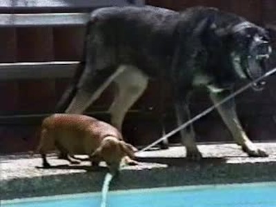 colega,ayudar,beber,agua perro