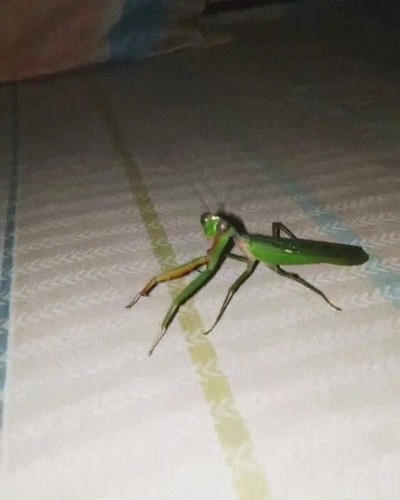 hora,rezar,mantis,cama,susto