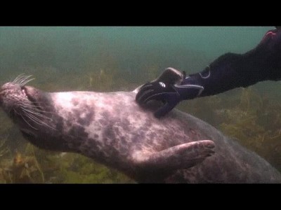 lobo,marino,disfrutar,sesi&oacute;n,mimos