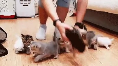 gatos,imposible,quedar,quieto,foto,grupo