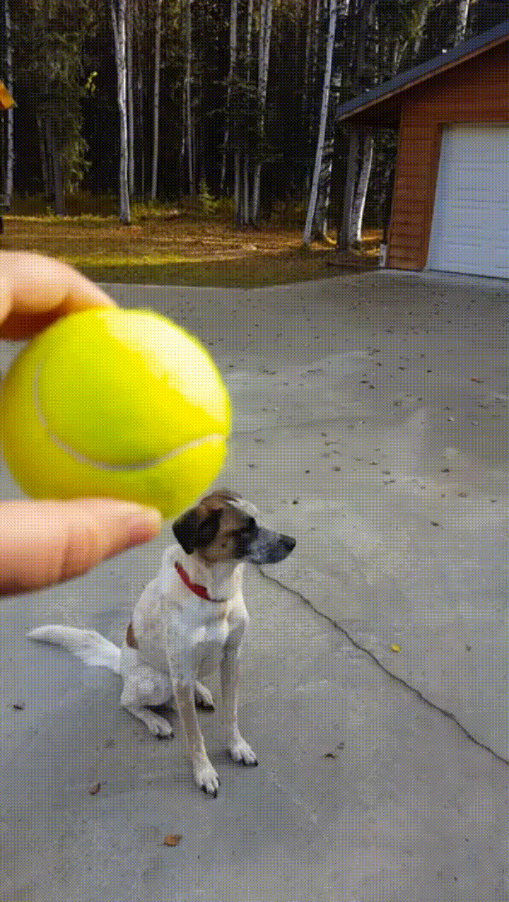 atrapar,juego,pasar,pelota,perro