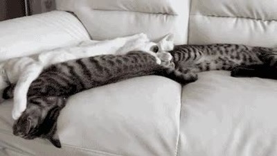 sof&aacute;,casa,hotel,gatos