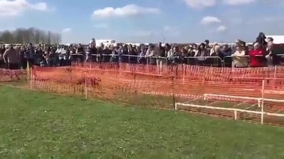 salto,perro,increible,sin truco