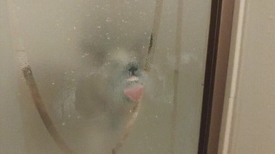 entender,perro,encontrar,cristales,limpios,ma&ntilde;ana