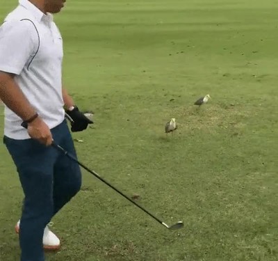 pájaro,cabreo,confundir,pelota,golf,huevo