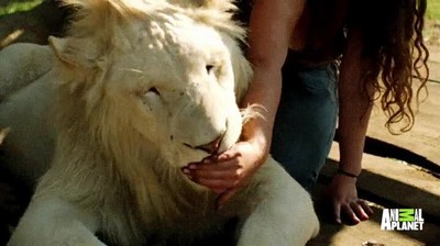 leones,animales,cariñosos