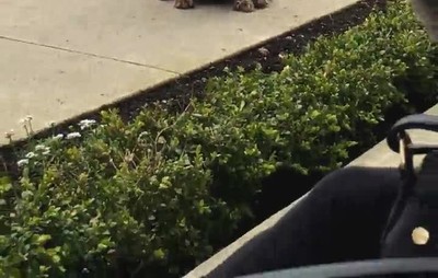 perros,mirar forma,lujuriosa,crepe