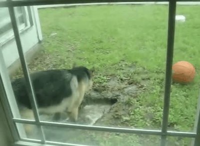 perro,creer,fuera de casa,cavar