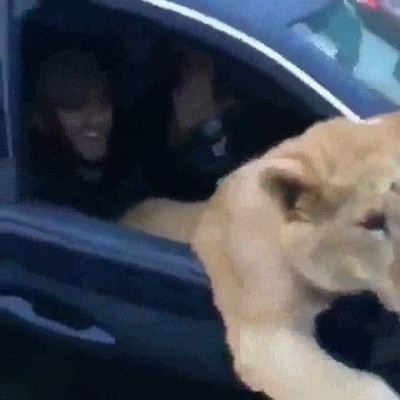 gato,grande,insistir,dar,vuelta,coche