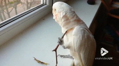 pillar,pajaro,eascar,forma,obscena