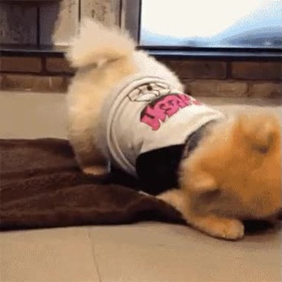 perro,necesitar,nadie,cosplay,jedi