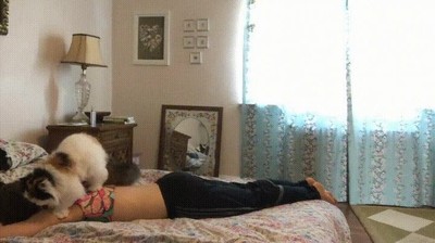 cansado,nada,recibir,masaje,gato