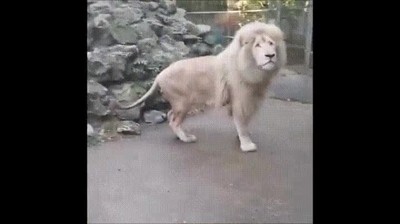 rey,selva,asustadizo