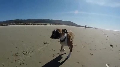 tener,dos piernas,perro,boxer,detener