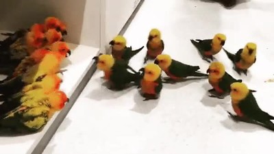 acabar,violencia,bandas,p&aacute;jaros