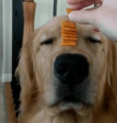 perro,paciencia,grande,mundo