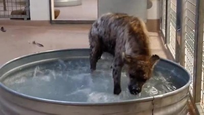 cavar,brujeria,hiena,agua