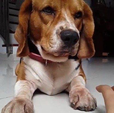 perro,dormir,sujetar,mano,cabeza