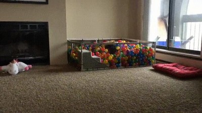 piscina,bolas,sue&ntilde;o,cachorro