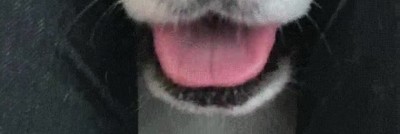 demasiado,tiempo,prestar,atenci&oacute;n,perro