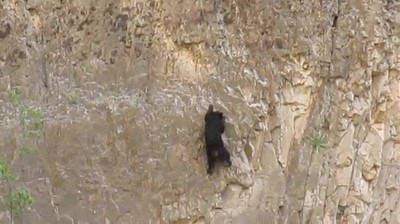 osos,cabra,otra vida