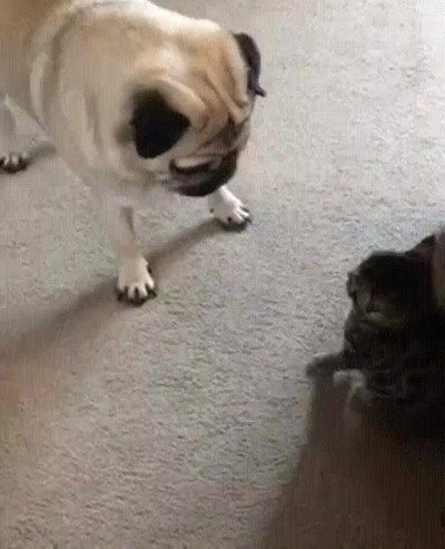 perro,convertir,flash,viajar,linea,temporal