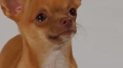 perro,oler,descubrir,otro perro