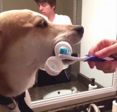 perro,ayudar,tareas,mejor,amigo