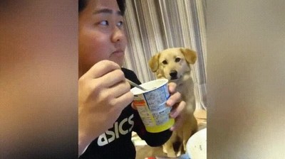 perro,querer,yogur,timido,pedir