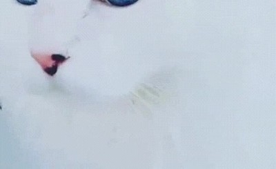 ojos,gato,ventana,espacio