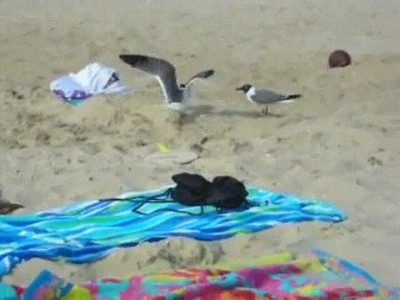 mejor,metodo,cazar,gaviota,playa