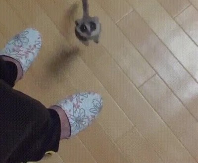 lemur,convertir,cohete,despegar