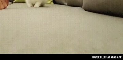 entrenar,gato,olimpiadas