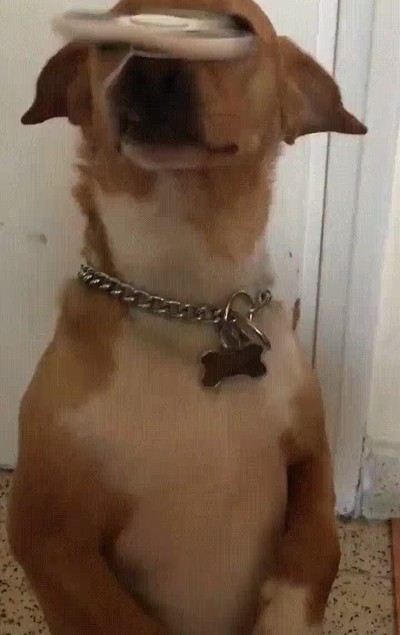 perros,enganchar,juguete,diablo