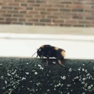 chocar,cinco,mano,levantar,abeja