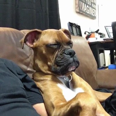 intentar,ver,capitulo,serie,favorita,perro