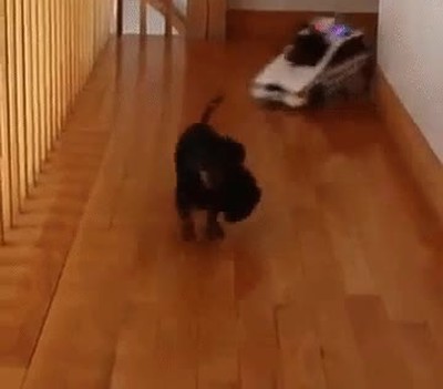 verdadera,patrulla,canina,coche