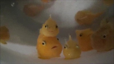 cara,quedar,peces,fuegos,artificiales