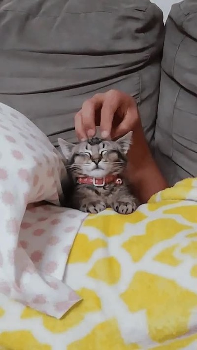 cara,gato,quedar,dedos,cabeza