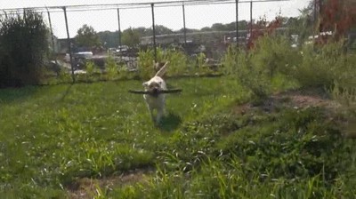 demostraci&oacute;n,jugar,perro,palo,pelearse