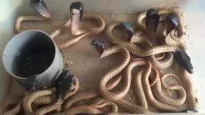 representaci&oacute;n,gr&aacute;fica,debate,pol&iacute;tico,televisi&oacute;n