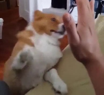 problemas,perro,tozudo,parar,conseguir