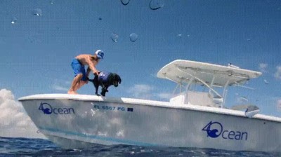 perro,ayudar,limpiar,mar,basura