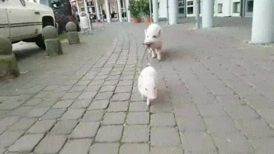 pasear,correa,tener,claro