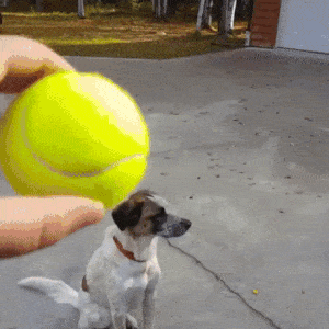 cara,pasar,pelota,perro