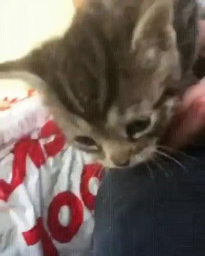 gato,helicoptero,otra,vida,cola