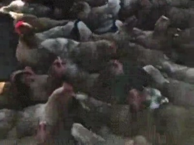 perro,infiltrado,dar,cuenta