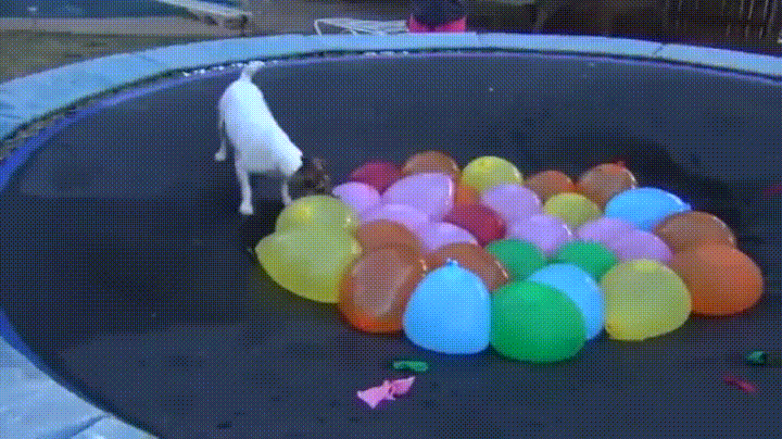 agua,explotar,globos,perro,todos